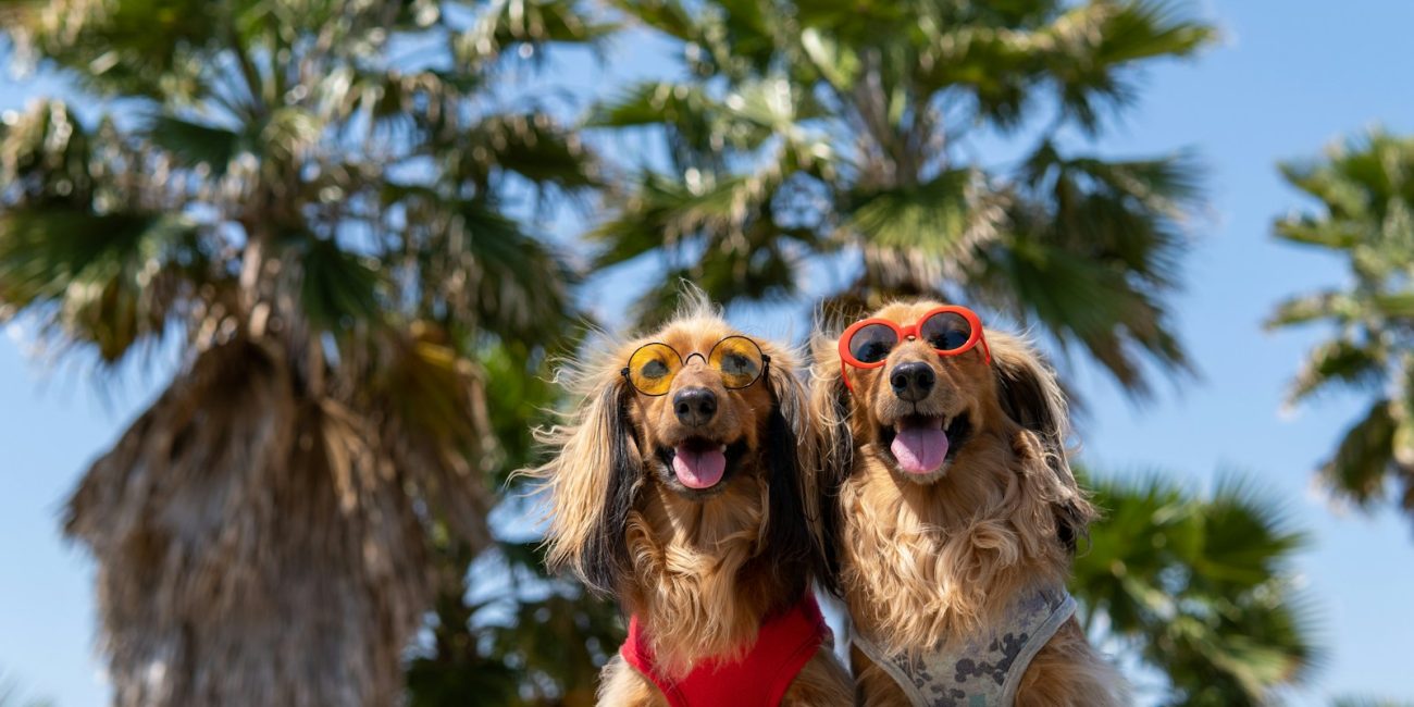 brown and white long coated dog wearing sunglasses