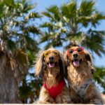 brown and white long coated dog wearing sunglasses