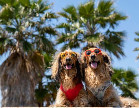 brown and white long coated dog wearing sunglasses