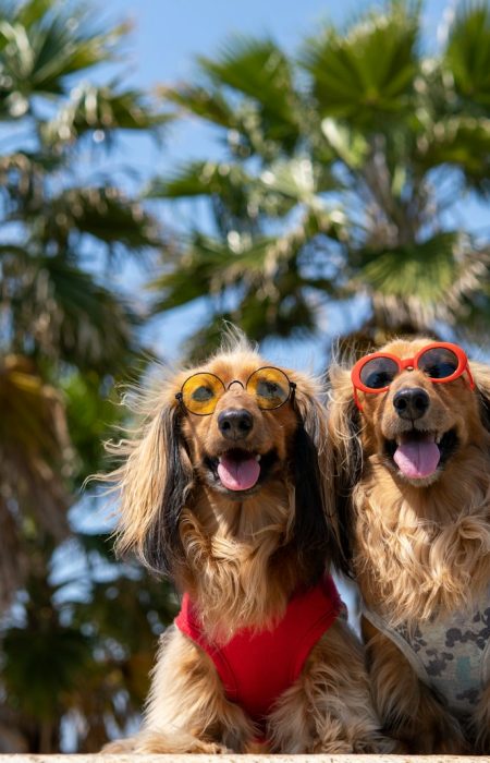 brown and white long coated dog wearing sunglasses