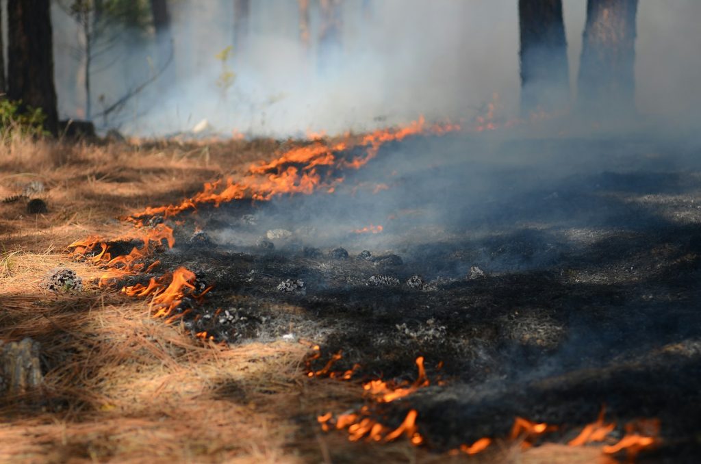 A fire is burning in the middle of a forest