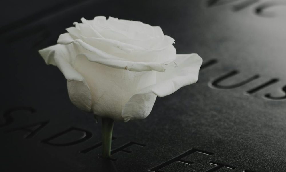 white rose on black surface