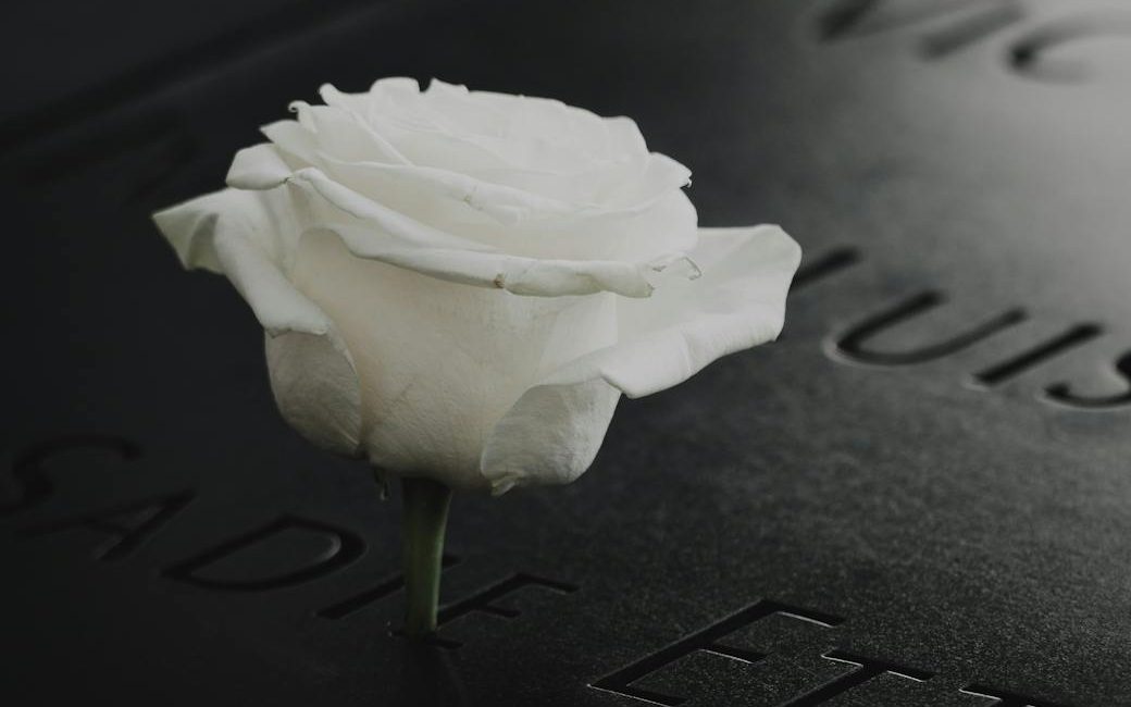 white rose on black surface