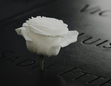 white rose on black surface