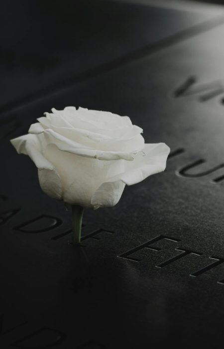 white rose on black surface