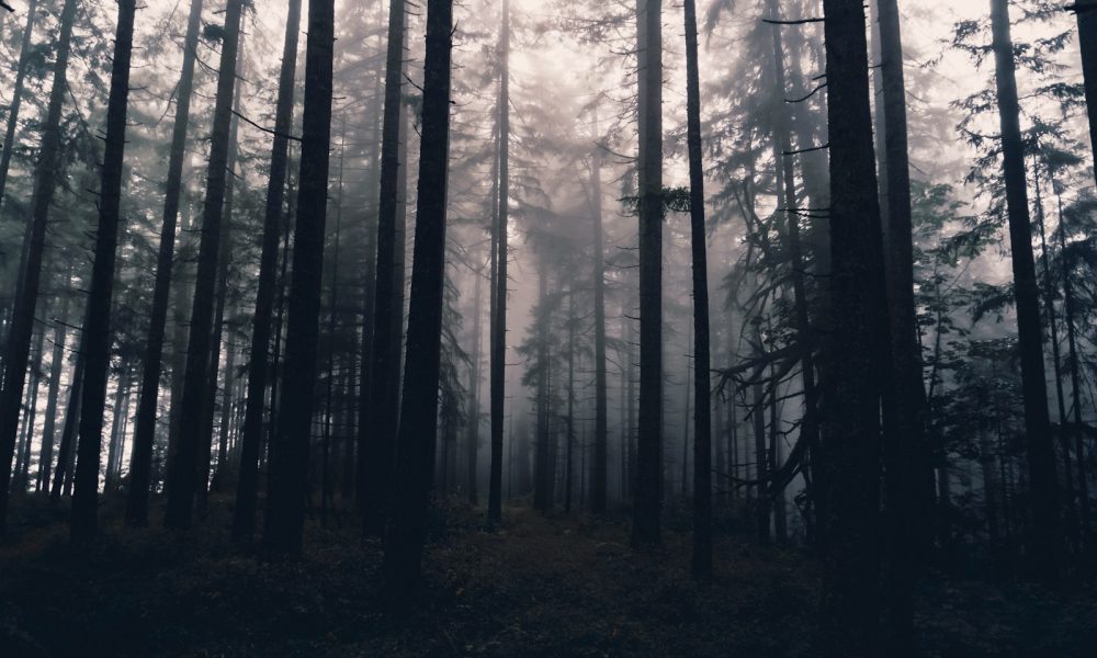 tall trees