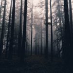 tall trees