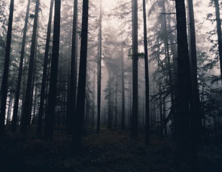 tall trees