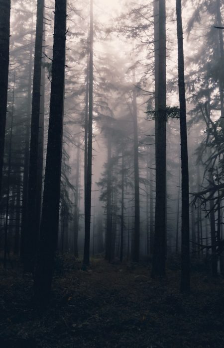 tall trees