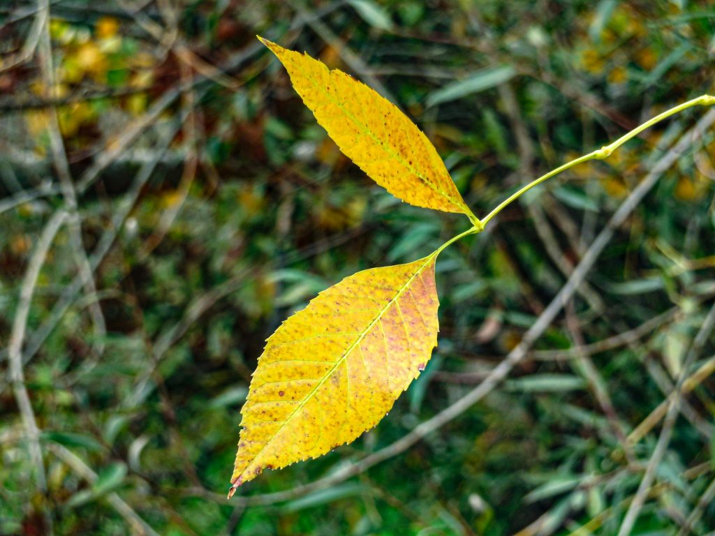 A single yellow leaf on a tree branch