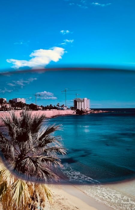 a palm tree on a beach