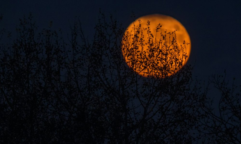 silhouette of trees during red moon