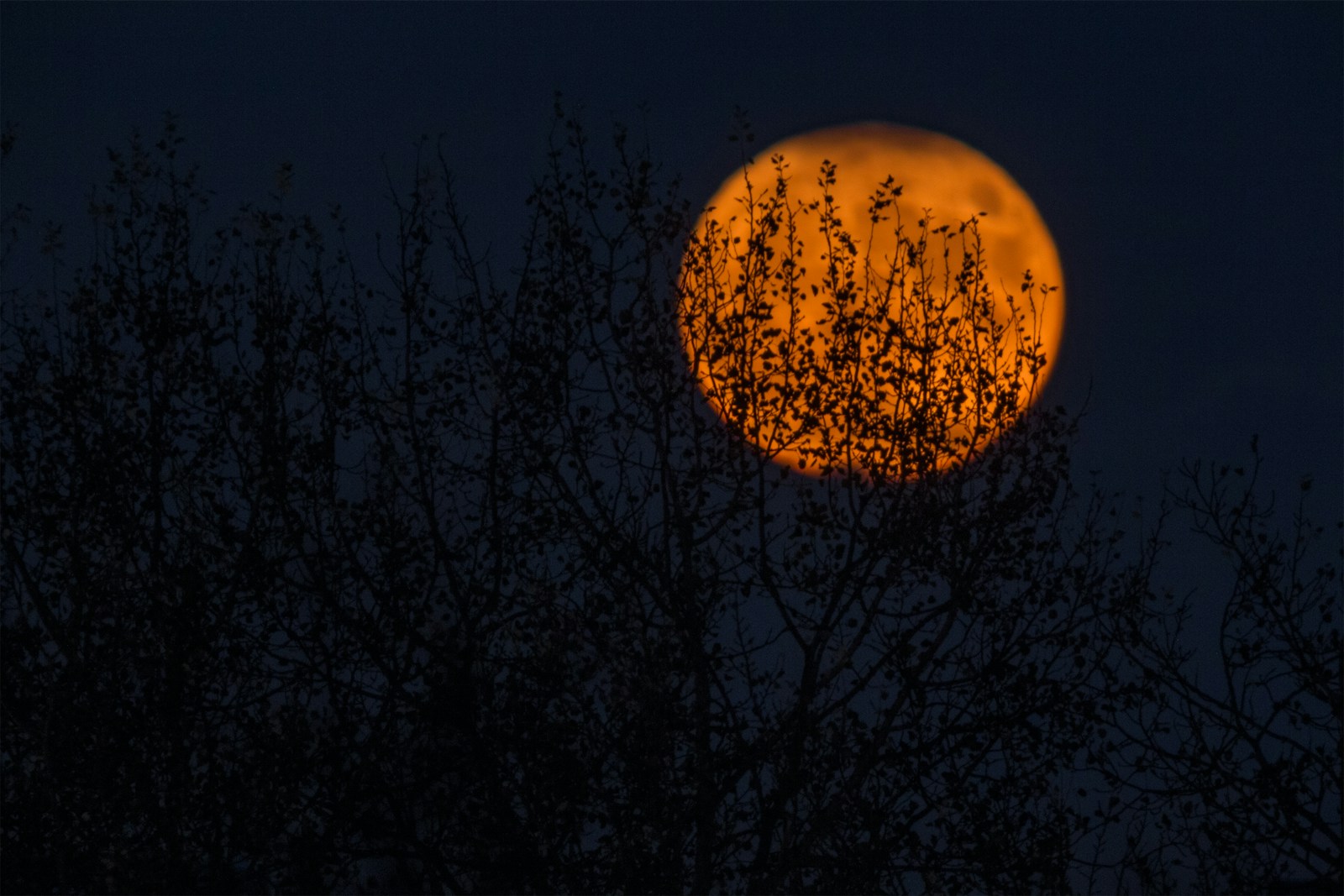silhouette of trees during red moon