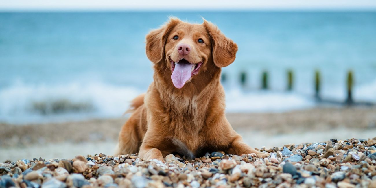 golden retriever lying on ground during daytime