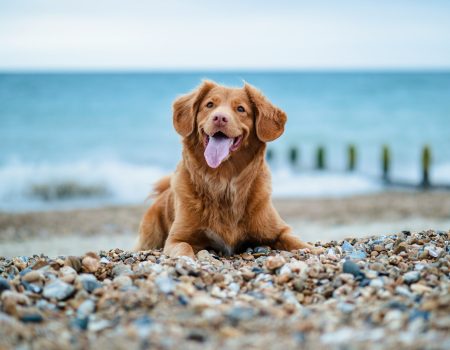 Pawsitively Perfect: Exploring the Costa Blanca with your Dog in Cooler Weather golden retriever lying on ground during daytime