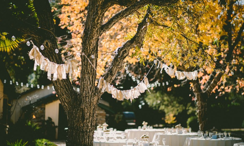 orange leafed tree with orange banderittas