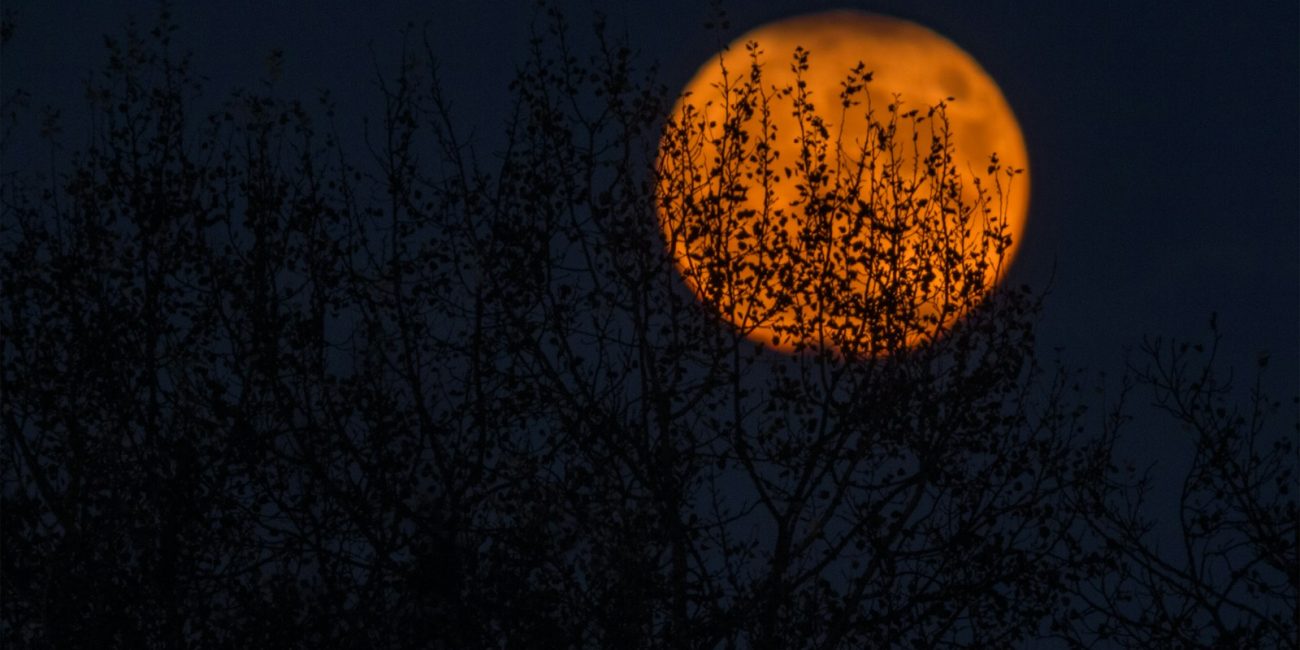silhouette of trees during red moon
