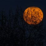 silhouette of trees during red moon
