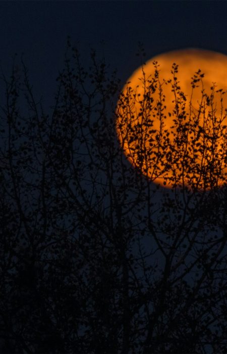 silhouette of trees during red moon
