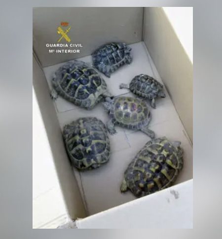 Man from Molina de Segura investigated for having six protected turtles in his garden