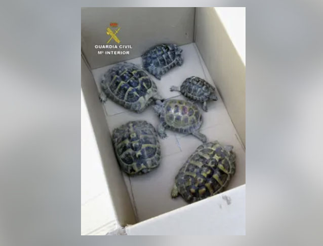 Man from Molina de Segura investigated for having six protected turtles in his garden