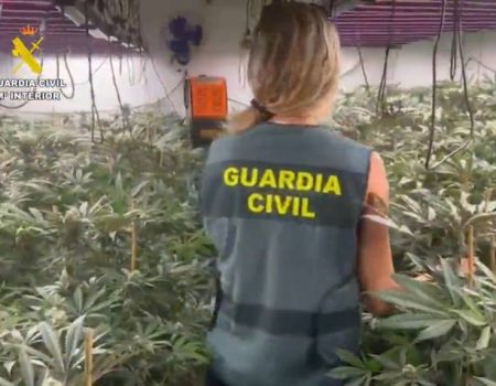 Guardia Civil find two greenhouses with more than 700 marijuana plants