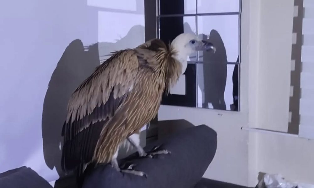 A vulture sneaks into a home in Torrevieja and makes itself at home