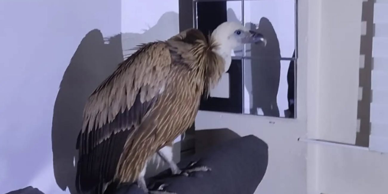 A vulture sneaks into a home in Torrevieja and makes itself at home