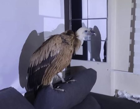 A vulture sneaks into a home in Torrevieja and makes itself at home