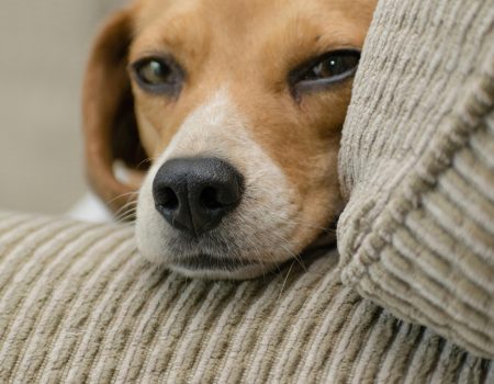 Generalitat grants 1.15 million euros in aid to animal protection organisations