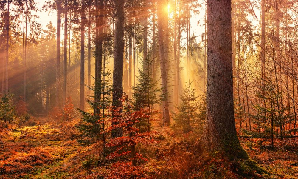 forest heat by sunbeam