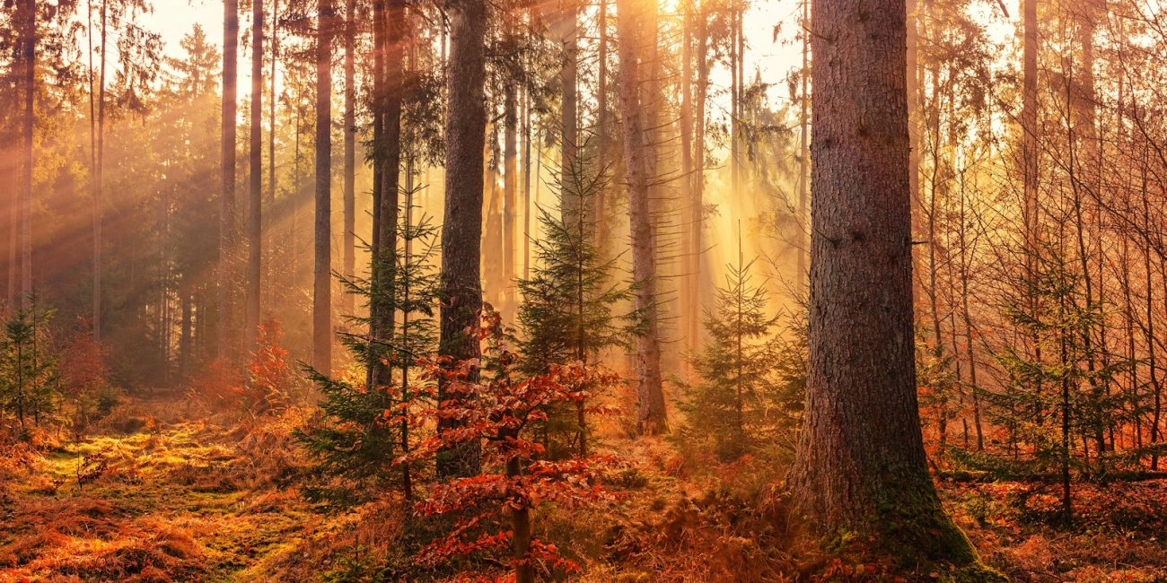 forest heat by sunbeam
