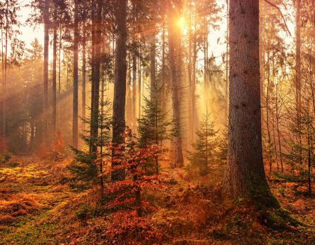 forest heat by sunbeam