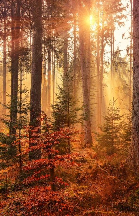 forest heat by sunbeam
