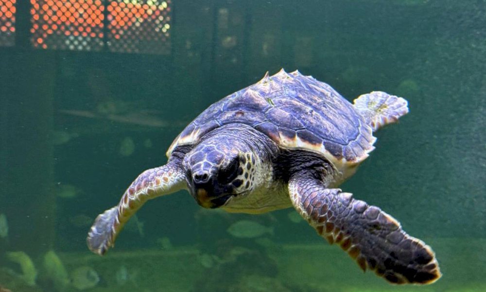 Oceanogràfic Foundation and the Santa Pola Sea Museum are collaborating to strengthen the protection of the Mediterranean