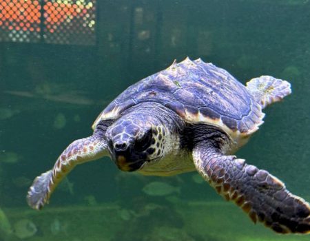 Oceanogràfic Foundation and the Santa Pola Sea Museum are collaborating to strengthen the protection of the Mediterranean