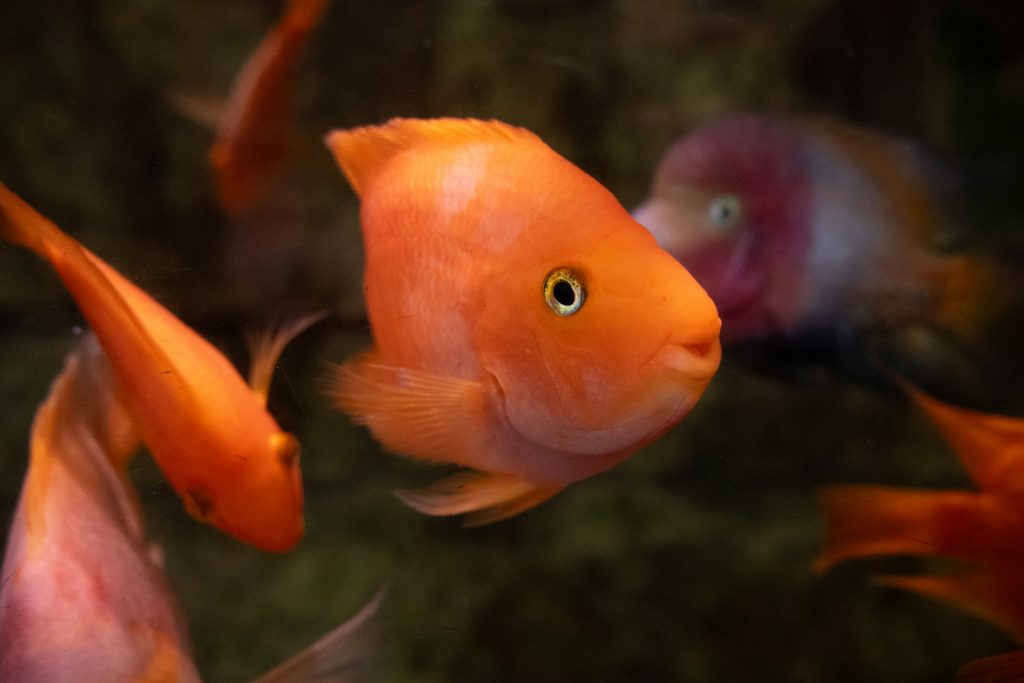 A group of goldfish swimming next to each other