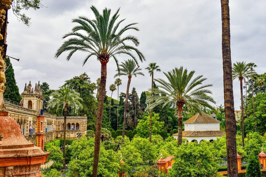 A park with palm trees and a building in the background