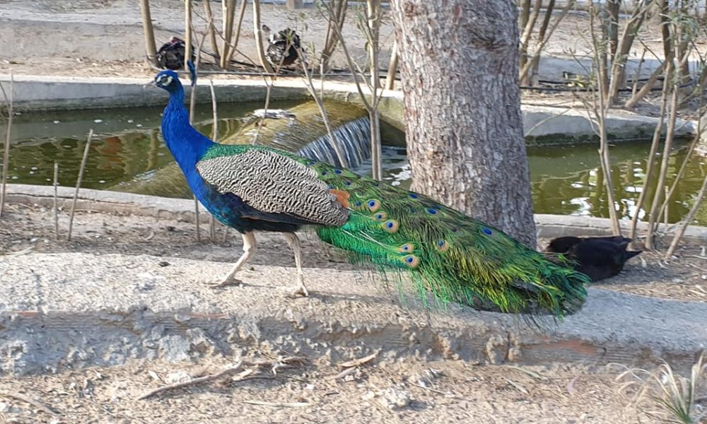 Peacock