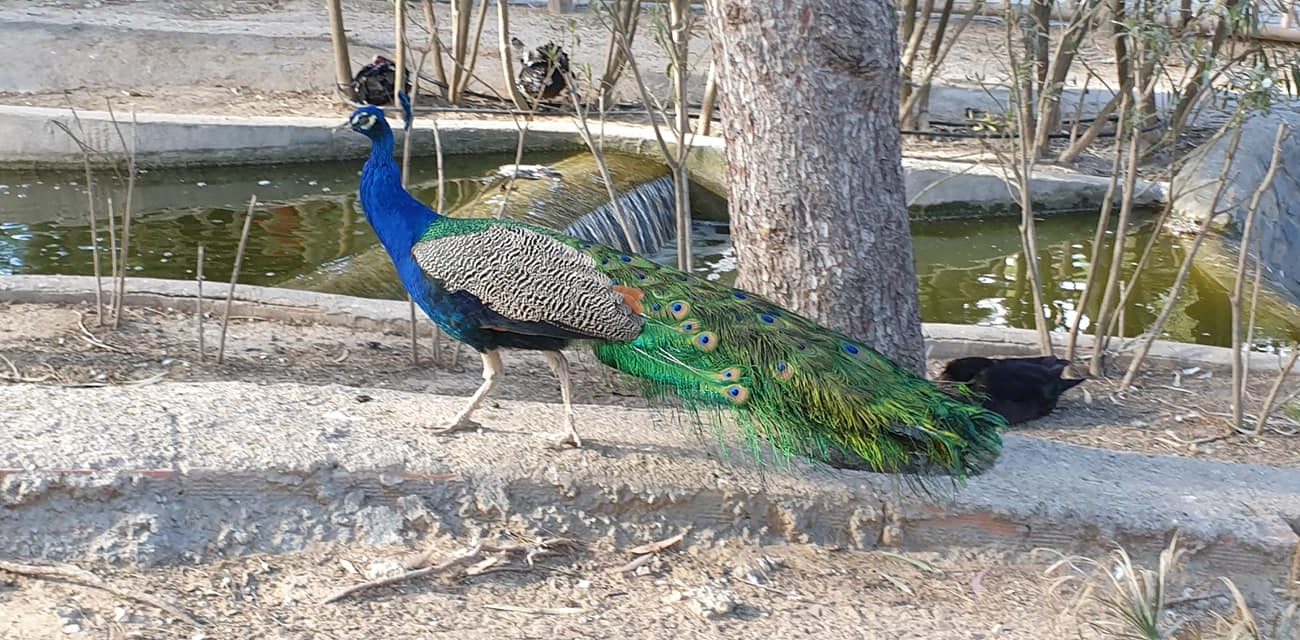 Peacock in Guardamar Park has tested positive for avian flu Peacock
