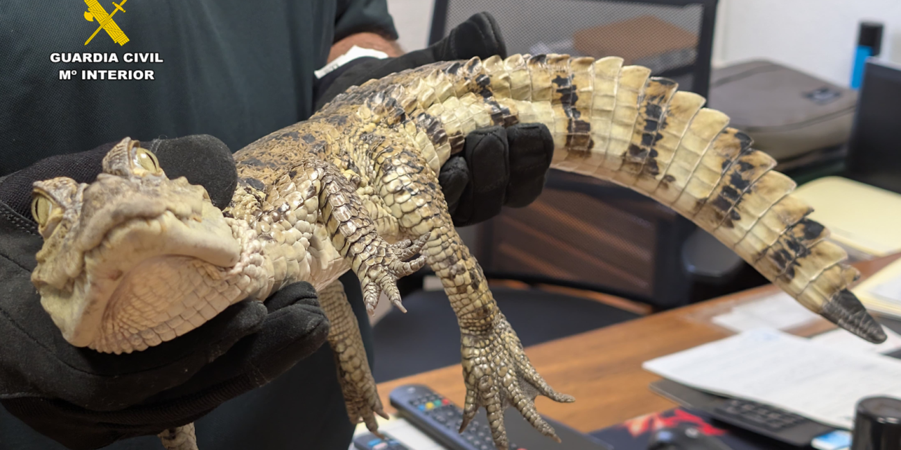 Guardia Civil allegator