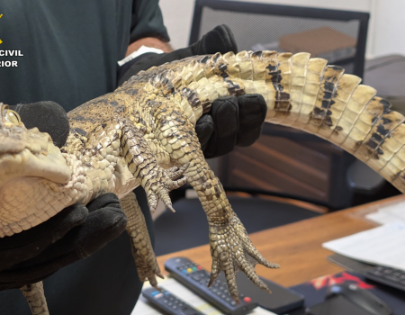 Guardia Civil allegator