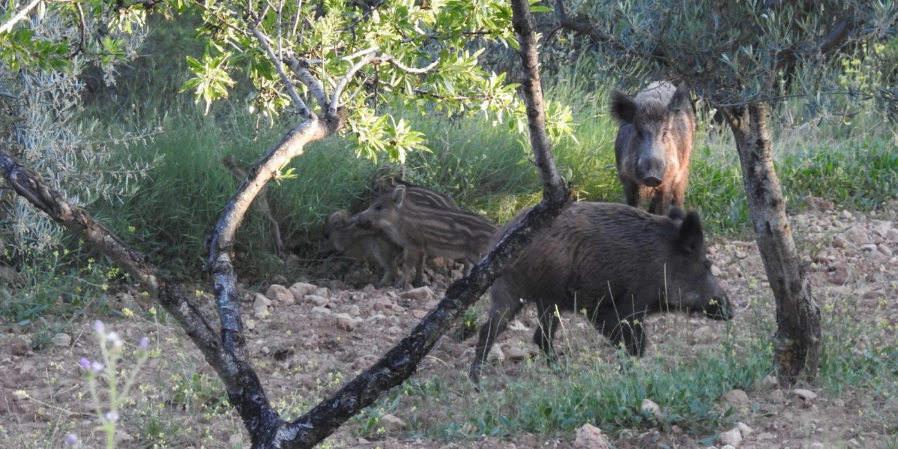 Wild Boar