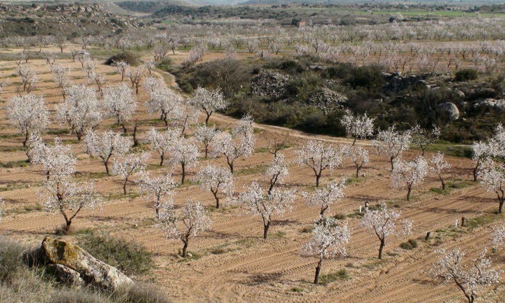 Blooming almond trees fill a vast, brown landscape.