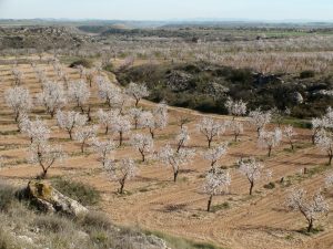 Blooming almond trees fill a vast, brown landscape.