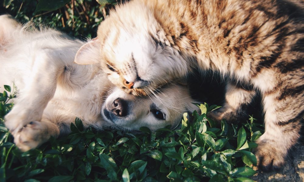 white dog and gray cat hugging each other on grass