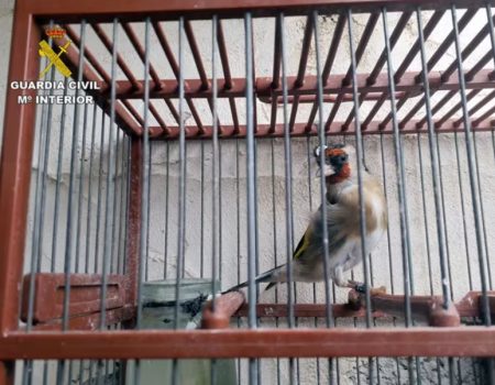 Guardia Civil San Pedro illegal birds